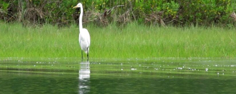 Environmental Committee